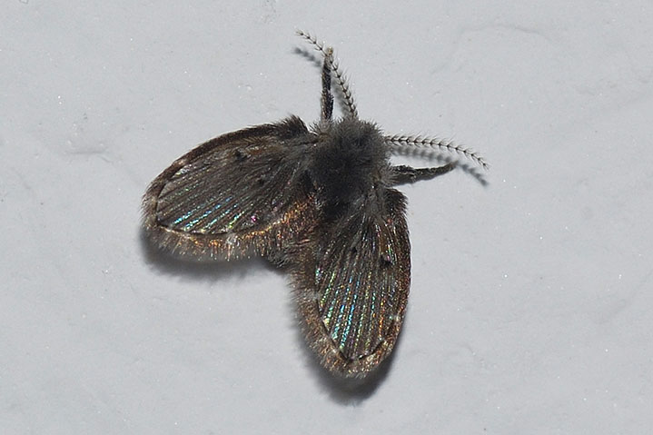 Pericoma fuliginosa ?